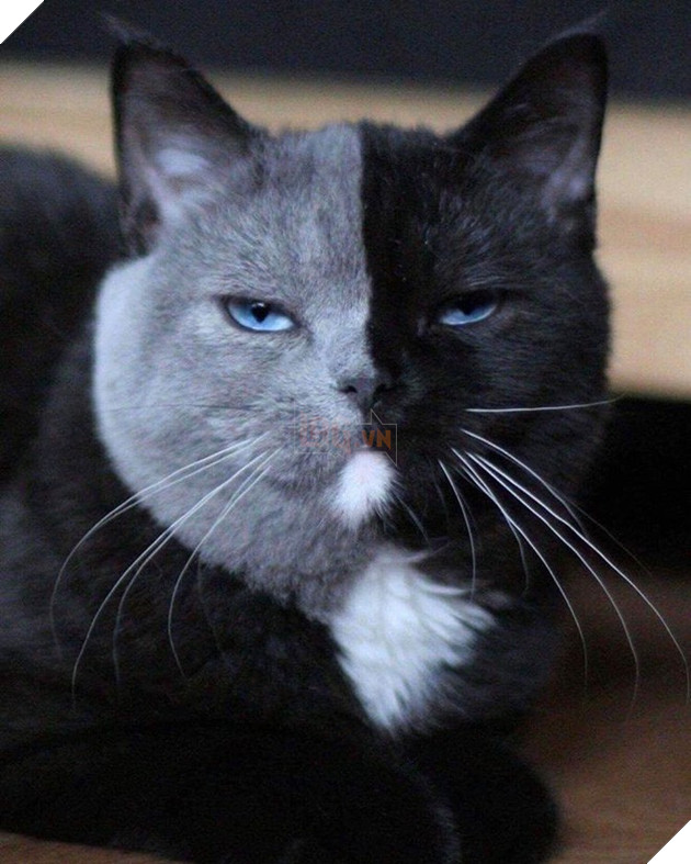 Bộ dạng của 10 con boss này chính là minh chứng cho câu “Tạo hóa là một trò đùa!” - Ảnh 5.