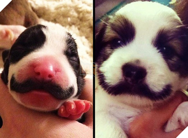 Bộ dạng của 10 con boss này chính là minh chứng cho câu “Tạo hóa là một trò đùa!” - Ảnh 6.