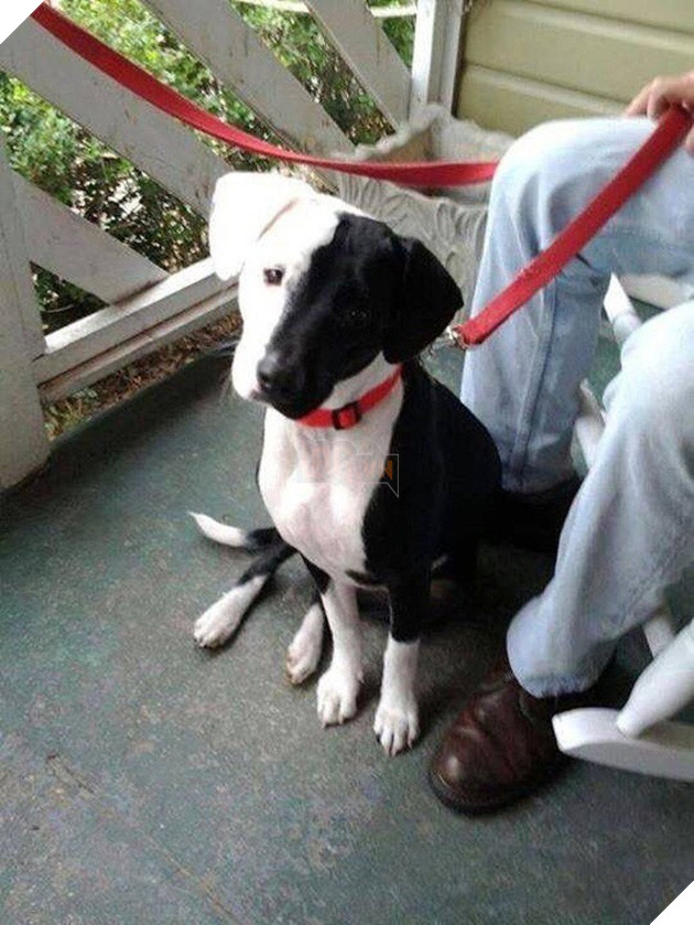 Bộ dạng của 10 con boss này chính là minh chứng cho câu “Tạo hóa là một trò đùa!” - Ảnh 7.