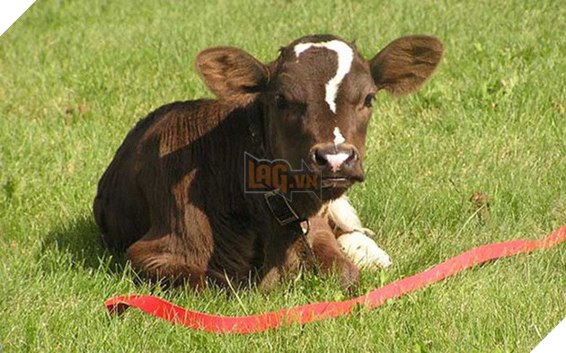 Bộ dạng của 10 con boss này chính là minh chứng cho câu “Tạo hóa là một trò đùa!” - Ảnh 8.