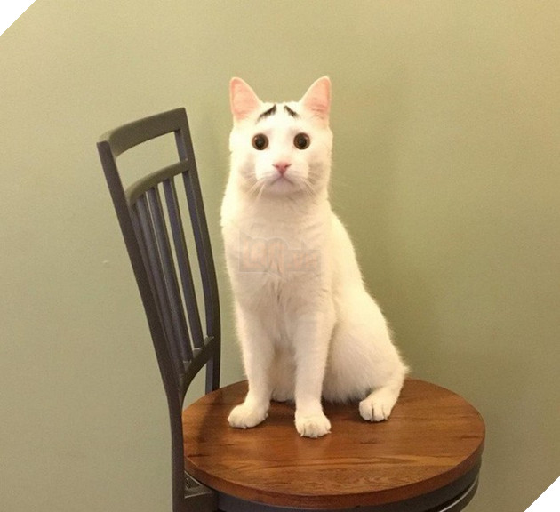 Bộ dạng của 10 con boss này chính là minh chứng cho câu “Tạo hóa là một trò đùa!” - Ảnh 9.