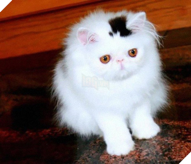 Bộ dạng của 10 con boss này chính là minh chứng cho câu “Tạo hóa là một trò đùa!” - Ảnh 10.