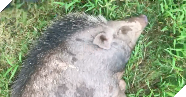 Góc boss khủng: Mua lợn rừng về làm cỗ, chuẩn bị thịt thì biết nó có bầu nên gia đình tự dưng có bầy pet độc