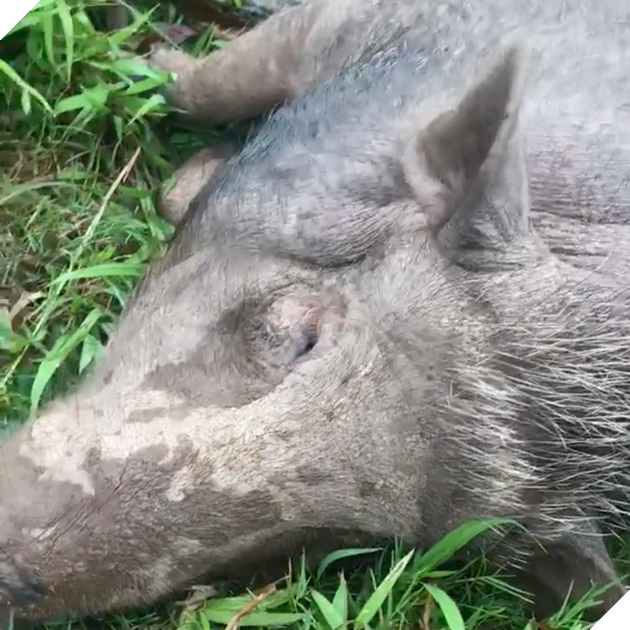 Góc boss khủng: Mua lợn rừng về làm cỗ, chuẩn bị thịt thì biết nó có bầu nên gia đình tự dưng có bầy pet độc - Ảnh 2.