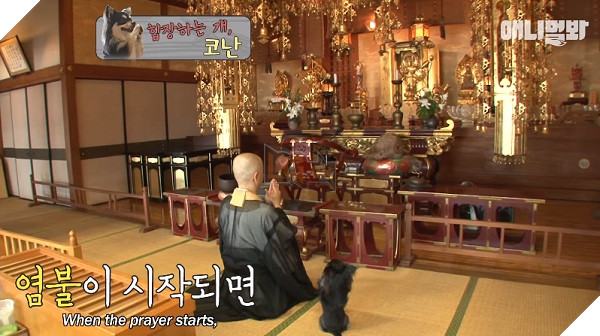 Chắp chân cầu nguyện trước tượng Phật mỗi ngày, chú chó Hàn Quốc nổi tiếng thế giới-2