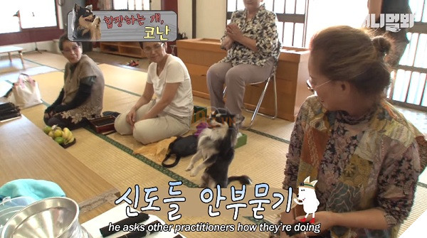 Chắp chân cầu nguyện trước tượng Phật mỗi ngày, chú chó Hàn Quốc nổi tiếng thế giới-3