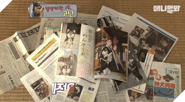 Chắp chân cầu nguyện trước tượng Phật mỗi ngày, chú chó Hàn Quốc nổi tiếng thế giới-4