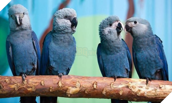 Tin buồn: Vẹt xanh đuôi dài của loạt phim hoạt hình ‘Rio’ chính thức tuyệt chủng