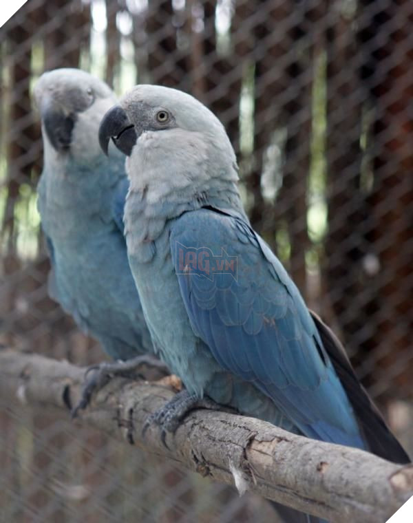 Tin buồn: Vẹt xanh đuôi dài của loạt phim hoạt hình ‘Rio’ chính thức tuyệt chủng