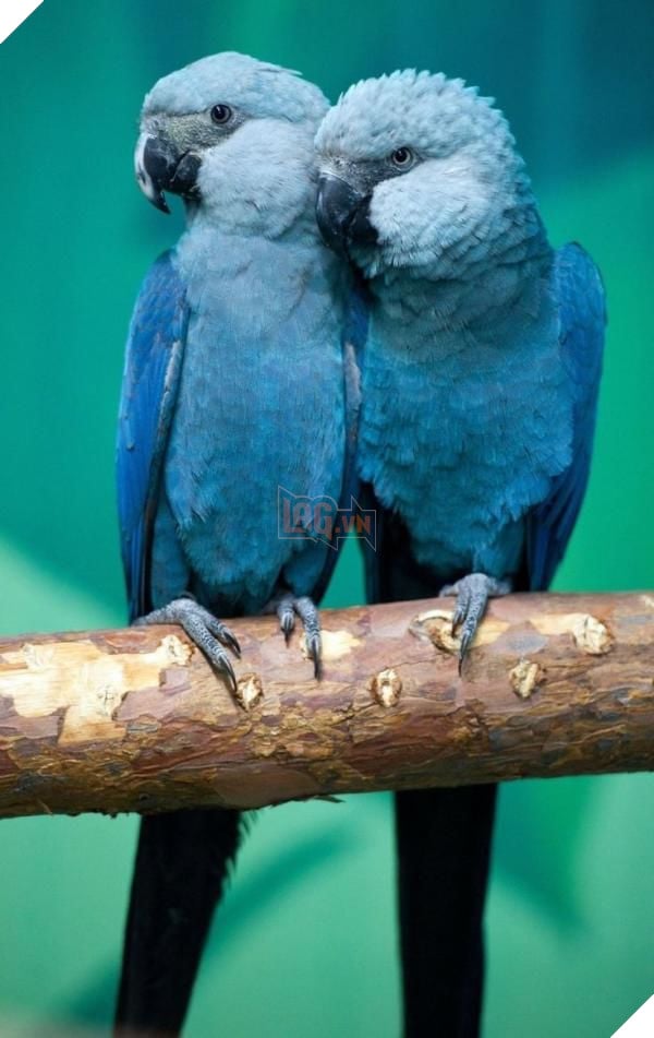 Tin buồn: Vẹt xanh đuôi dài của loạt phim hoạt hình ‘Rio’ chính thức tuyệt chủng