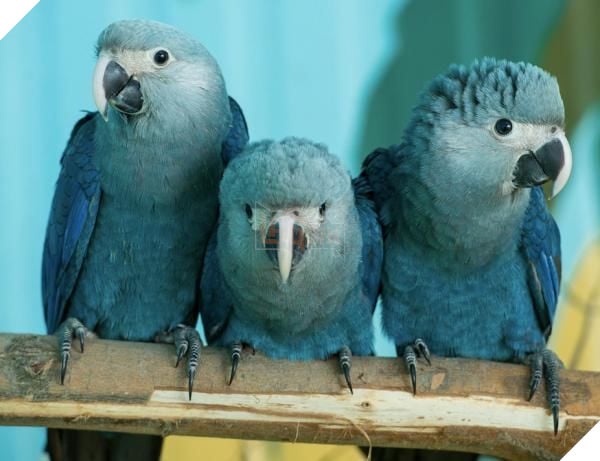 Tin buồn: Vẹt xanh đuôi dài của loạt phim hoạt hình ‘Rio’ chính thức tuyệt chủng