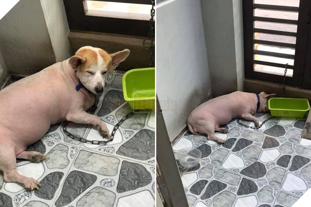 Góc nguỵ trang: Ai cũng tưởng đang nhìn một con lợn cho đến khi nó ngẩng đầu lên