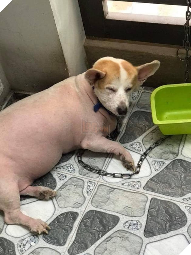 Góc nguỵ trang: Ai cũng tưởng đang nhìn một con lợn cho đến khi nó ngẩng đầu lên - Ảnh 3.