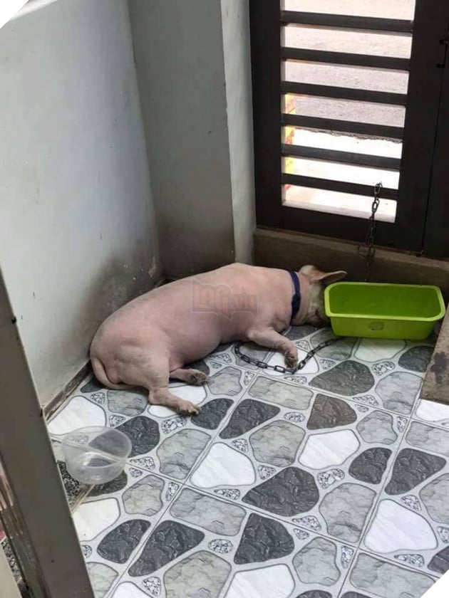 Góc nguỵ trang: Ai cũng tưởng đang nhìn một con lợn cho đến khi nó ngẩng đầu lên - Ảnh 2.