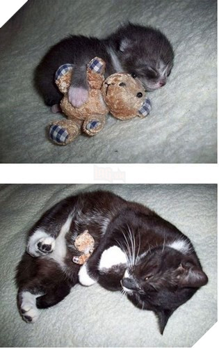 Tròn xoe mắt trước loạt ảnh “dậy thì thành công” đến ngỡ ngàng của thú cưng - Ảnh 18.