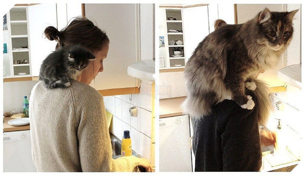 Tròn xoe mắt trước loạt ảnh “dậy thì thành công” đến ngỡ ngàng của thú cưng - Ảnh 2.