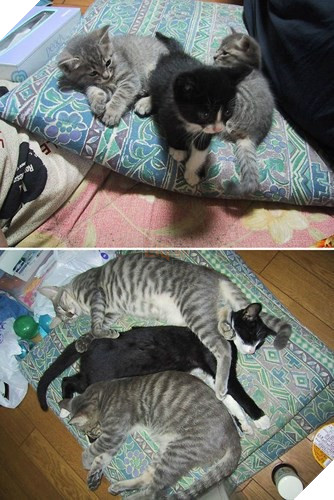 Tròn xoe mắt trước loạt ảnh “dậy thì thành công” đến ngỡ ngàng của thú cưng - Ảnh 11.