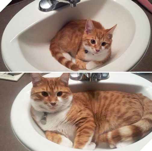 Tròn xoe mắt trước loạt ảnh “dậy thì thành công” đến ngỡ ngàng của thú cưng - Ảnh 13.