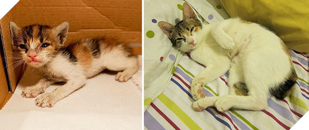 Tròn xoe mắt trước loạt ảnh “dậy thì thành công” đến ngỡ ngàng của thú cưng - Ảnh 14.