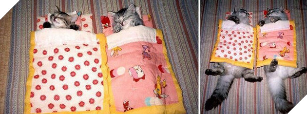 Tròn xoe mắt trước loạt ảnh “dậy thì thành công” đến ngỡ ngàng của thú cưng - Ảnh 15.