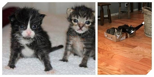 Tròn xoe mắt trước loạt ảnh “dậy thì thành công” đến ngỡ ngàng của thú cưng - Ảnh 16.