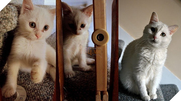 Tròn xoe mắt trước loạt ảnh “dậy thì thành công” đến ngỡ ngàng của thú cưng - Ảnh 17.