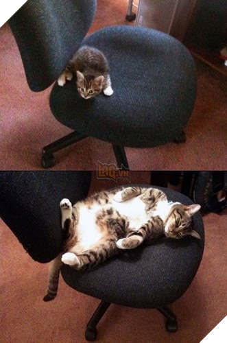 Tròn xoe mắt trước loạt ảnh “dậy thì thành công” đến ngỡ ngàng của thú cưng - Ảnh 19.