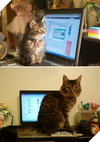 Tròn xoe mắt trước loạt ảnh “dậy thì thành công” đến ngỡ ngàng của thú cưng - Ảnh 22.