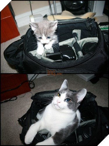 Tròn xoe mắt trước loạt ảnh “dậy thì thành công” đến ngỡ ngàng của thú cưng - Ảnh 23.