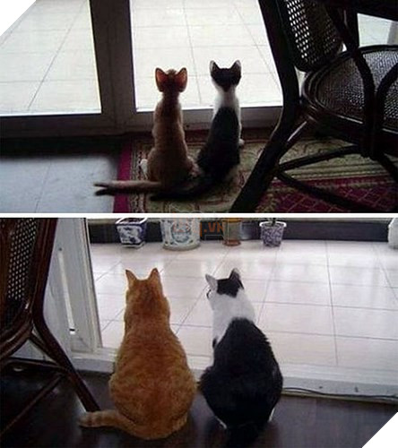 Tròn xoe mắt trước loạt ảnh “dậy thì thành công” đến ngỡ ngàng của thú cưng - Ảnh 24.