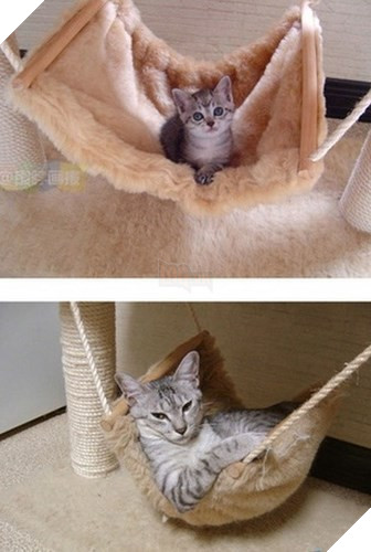 Tròn xoe mắt trước loạt ảnh “dậy thì thành công” đến ngỡ ngàng của thú cưng - Ảnh 25.