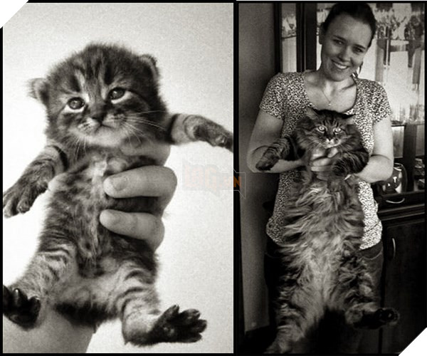 Tròn xoe mắt trước loạt ảnh “dậy thì thành công” đến ngỡ ngàng của thú cưng - Ảnh 4.