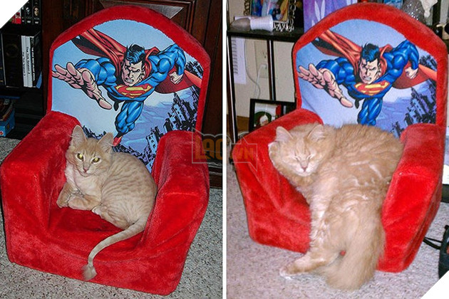 Tròn xoe mắt trước loạt ảnh “dậy thì thành công” đến ngỡ ngàng của thú cưng - Ảnh 7.