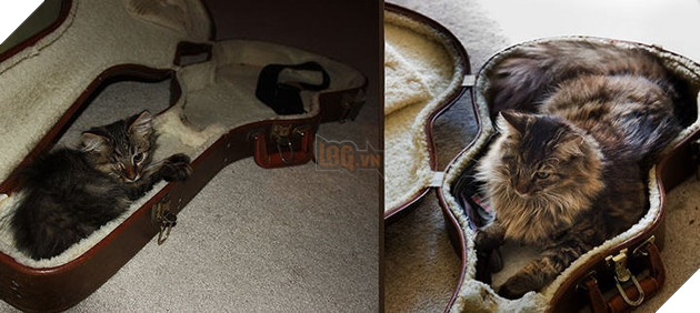 Tròn xoe mắt trước loạt ảnh “dậy thì thành công” đến ngỡ ngàng của thú cưng - Ảnh 8.