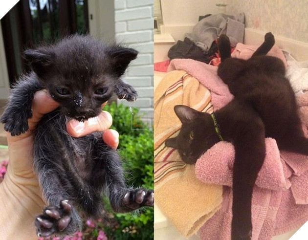 Tròn xoe mắt trước loạt ảnh “dậy thì thành công” đến ngỡ ngàng của thú cưng - Ảnh 9.