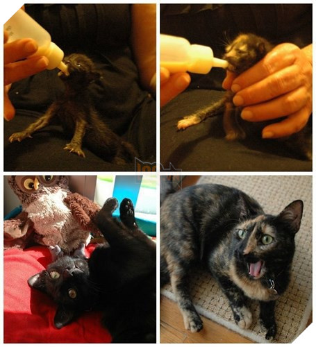 Tròn xoe mắt trước loạt ảnh “dậy thì thành công” đến ngỡ ngàng của thú cưng - Ảnh 10.