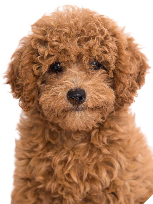 Thanh niên khiến dân mạng cười sái quai hàm vì đưa chó đi chụp ảnh thẻ làm... giấy khai sinh!