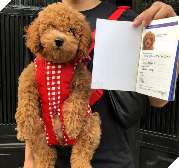 
Giấy khai sinh của Trà Đào đây nhé.