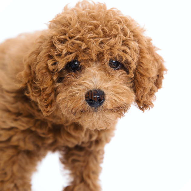 
Hello là tôi đây.