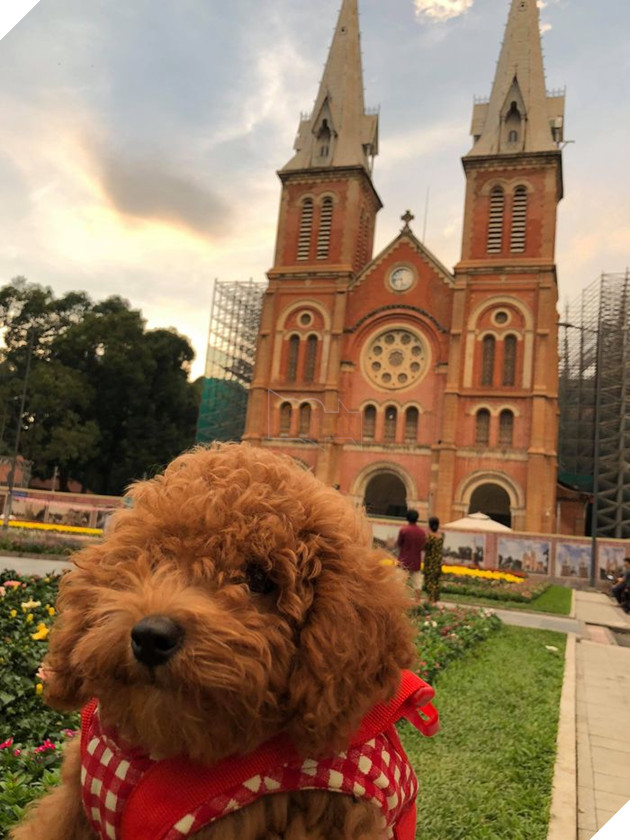 Thanh niên khiến dân mạng cười sái quai hàm vì đưa chó đi chụp ảnh thẻ làm... giấy khai sinh!