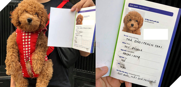 Thanh niên khiến dân mạng cười sái quai hàm vì đưa chó đi chụp ảnh thẻ làm... giấy khai sinh!