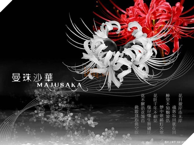 Image result for hoa bá» ngáº¡n