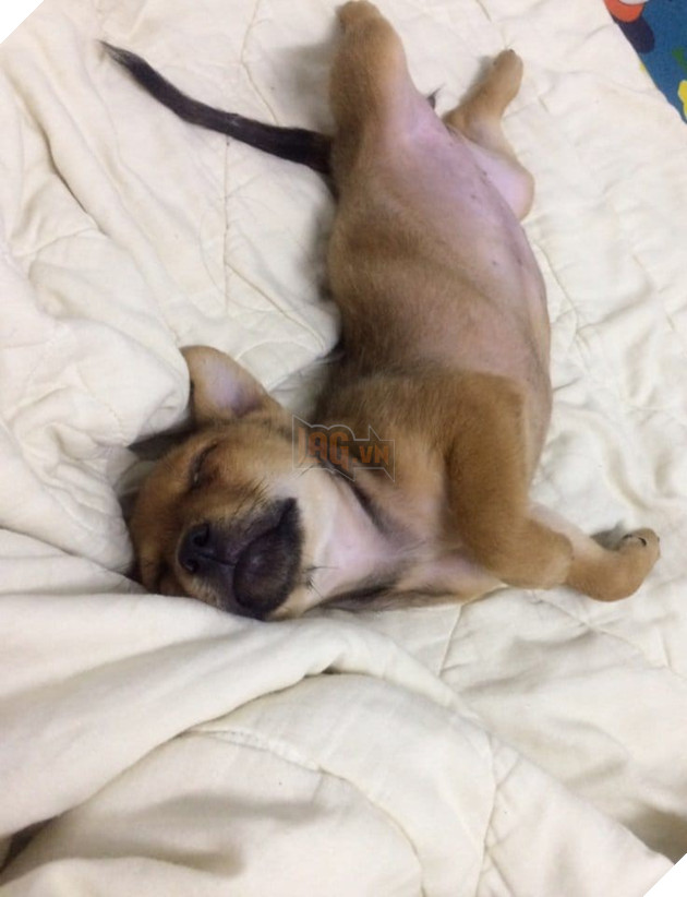 Góc bóc phốt: Lỡ ngủ khi sen còn thức, hàng loạt boss bị tung ảnh dìm hàng không thương tiếc - Ảnh 10.