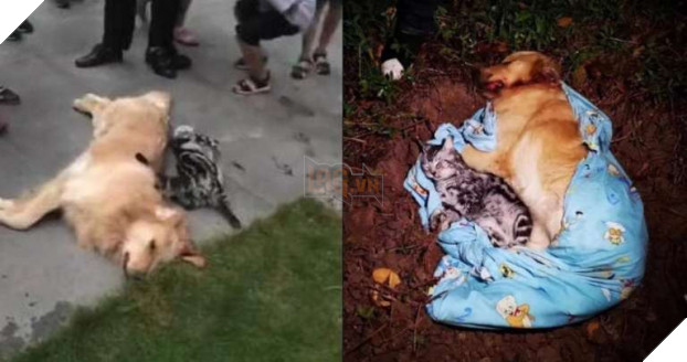 Chó mèo cưng chết thảm, nghi bị ném từ tầng 21 xuống đất sau khi chủ biết vợ có bầu 0