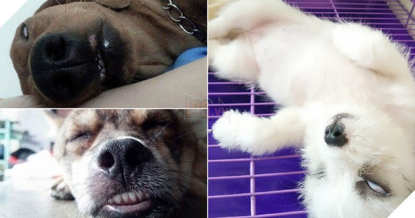 Góc bóc phốt: Lỡ ngủ khi sen còn thức, hàng loạt boss bị tung ảnh dìm hàng không thương tiếc