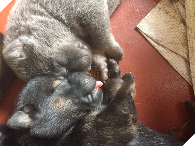 Góc bóc phốt: Lỡ ngủ khi sen còn thức, hàng loạt boss bị tung ảnh dìm hàng không thương tiếc - Ảnh 17.