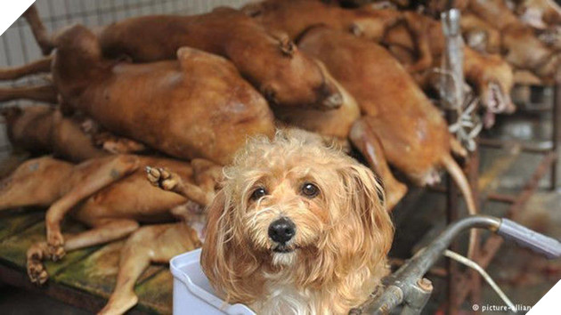 
Thịt chó là món ăn rất phổ biến ở Việt Nam. Ảnh minh họa: DPA.