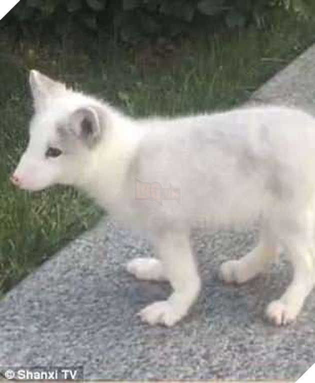 Nu&#244;i dưỡng cả năm trời, người phụ nữ bất ngờ ph&#225;t hiện ra con ch&#243; của m&#236;nh l&#224; c&#225;o hoang - Ảnh 1.