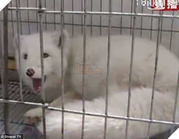 Nuôi dưỡng cả năm trời, người phụ nữ bất ngờ phát hiện ra con chó của mình là cáo hoang - Ảnh 2.