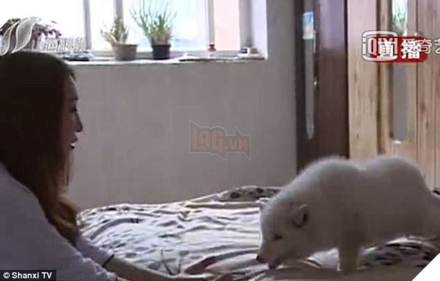 Nuôi dưỡng cả năm trời, người phụ nữ bất ngờ phát hiện ra con chó của mình là cáo hoang - Ảnh 4.